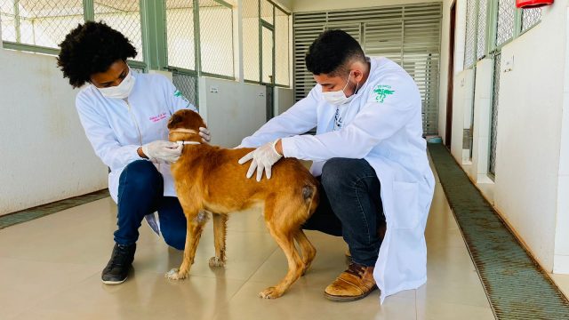 Visando prevenção à Leishmaniose, Canaã realiza encoleiramento de cães