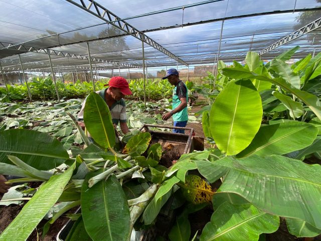 Segue aberto o cadastro para doação de mudas de banana para produtores de Canaã