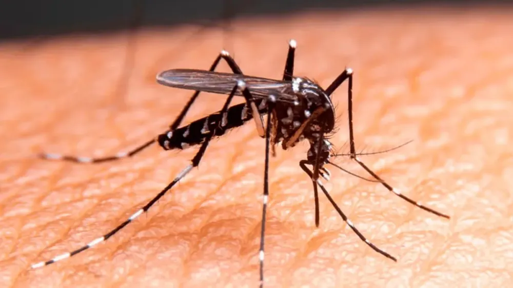 Dengue tipo 3 volta a circular no Brasil após 17 anos