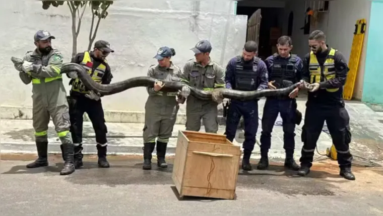 Sucuri de quase 5 metros e 60 kg é capturada em rede de esgoto