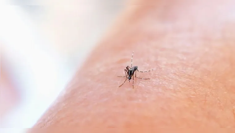 Conheça 4 alternativas naturais para repelir picadas de insetos