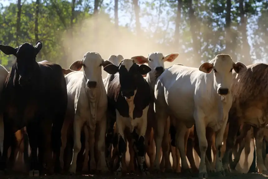 Exportações de produtos do agronegócio paraense cresceram quase 14% no primeiro trimestre