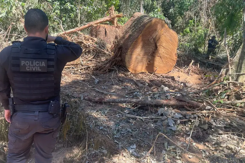 Equipes integrada da Operação Curupira atuam em focos de desmatamento na região de São Félix do Xingu