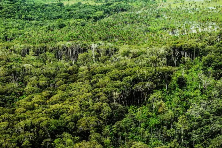 Em junho, Pará registra menor área sob alertas de desmatamento desde 2019