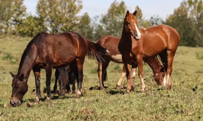 Ração contaminada mata 245 equinos em quatro estados