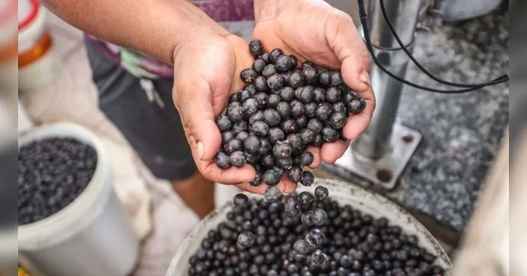 Açaí pode virar item de luxo nos EUA com nova tarifa de Trump