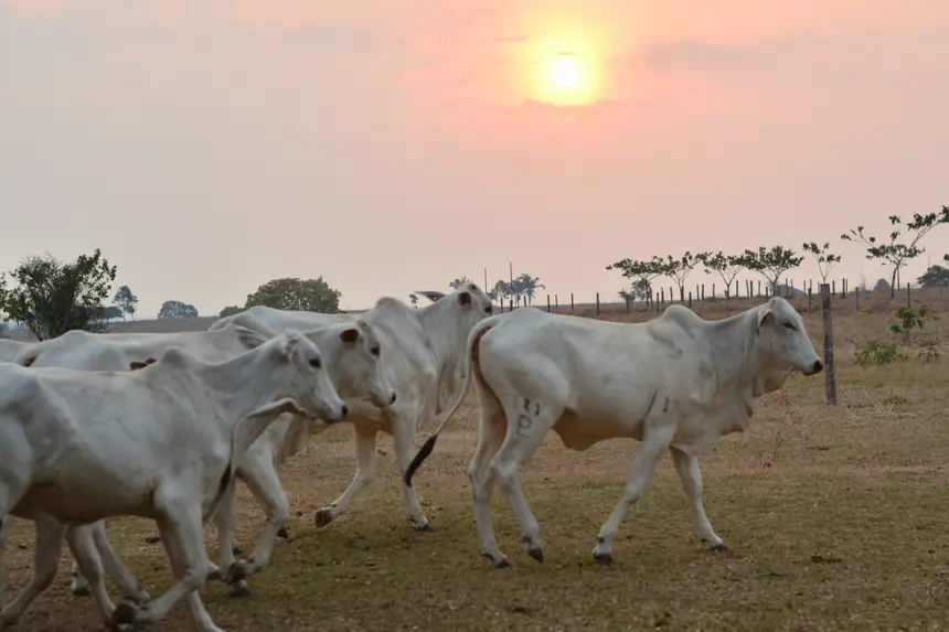Adepará reforça chamada para produtores rurais atualizarem o cadastro agropecuário