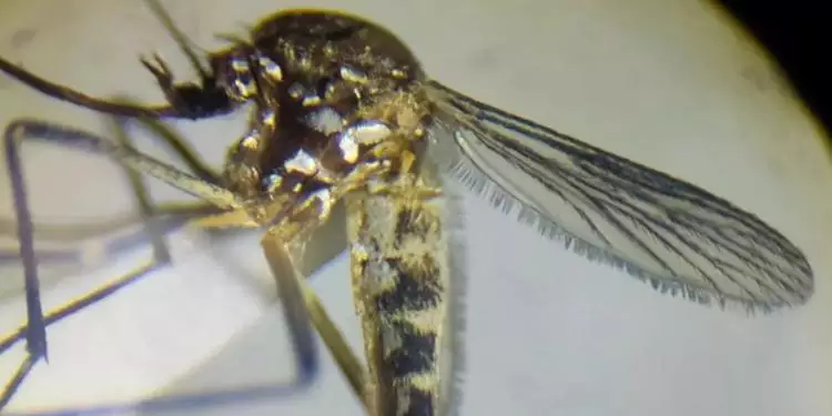 Variante pálida do Aedes aegypti é identificada pela 1ª vez na Amazônia