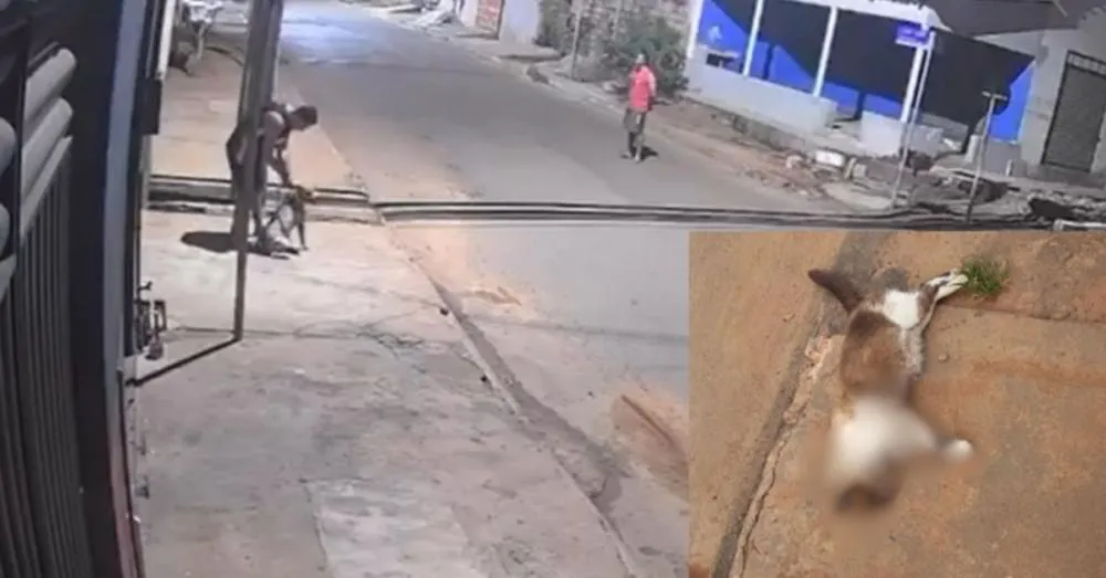 Vídeo: suspeitos soltam pit bull para atacar gatos em Canaã dos Carajás