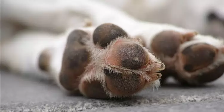 Idoso de 94 anos é suspeito de zoofilia com cachorras no Pará
