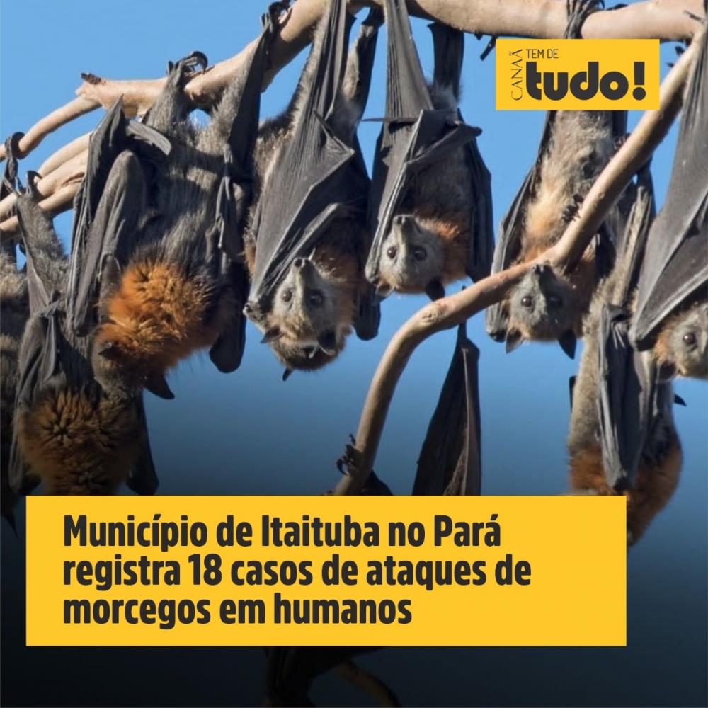 Município de Itaituba registra 18 casos de ataques de morcegos em humanos