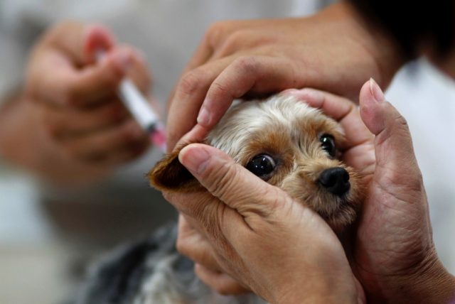 Unidade de Zoonoses segue vacinando cães e gatos contra a raiva