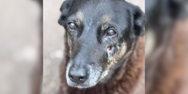 O cachorro conhecido como Orelha foi agredido e morreu devido à gravidade dos ferimentos (Divulgação)