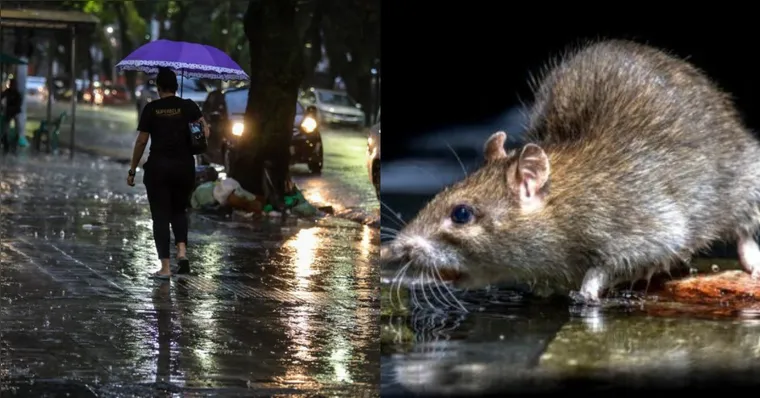 Com avanço das chuvas, Pará entra em alerta para leptospirose