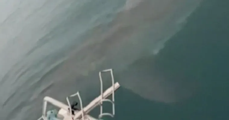 Pescadores registram tubarão-branco de 5 metros perto de barco