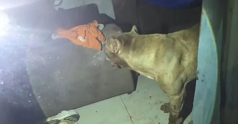 Cachorro Pitbull ataca gravemente criança com autismo no Pará