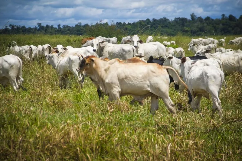 Adepará destaca importância da imunização para a manutenção da saúde dos rebanhos do setor agropecuário paraense