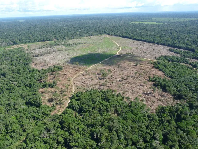 Pará registra redução de 26% na área sob alertas de desmatamento no ano PRODES 2026