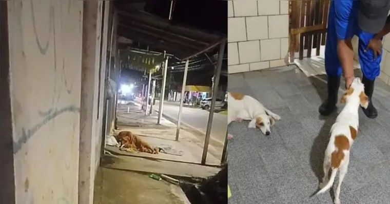 Cadelas são resgatadas após denúncia de abuso sexual em Belém