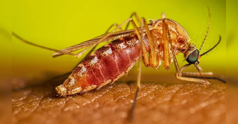 O Mosquito Culex é o principal transmissor da doença | Divulgação/CDC