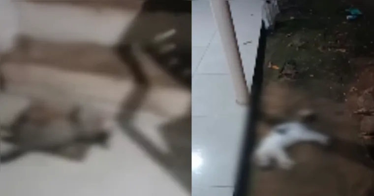 19 gatos morrem com suspeita de envenenamento em Parauapebas, no Pará