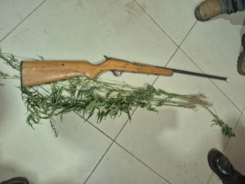 Denúncia de plantação de maconha gera prisão por posse de arma