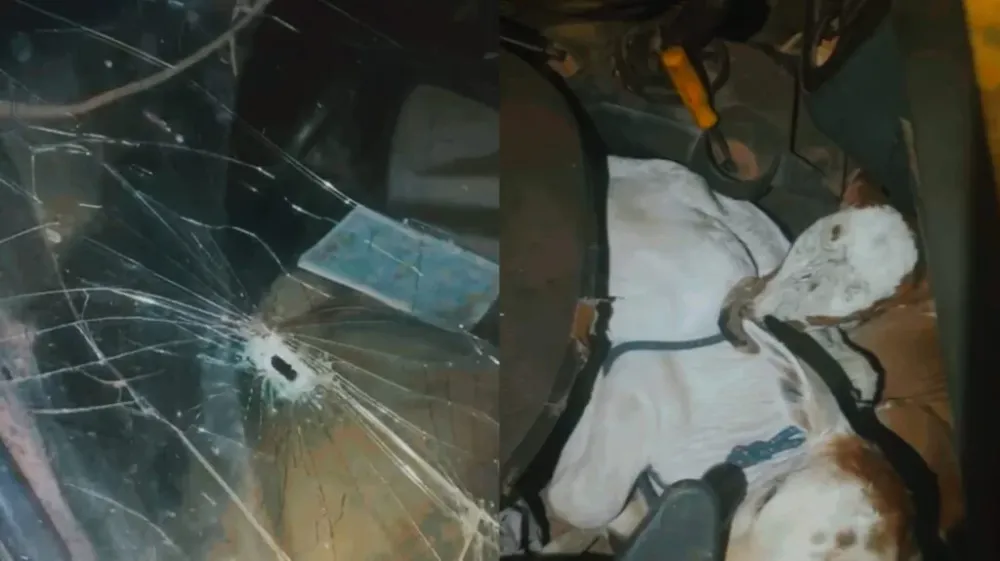 Bezerros foram encontrados vivos após troca de tiros com policiais