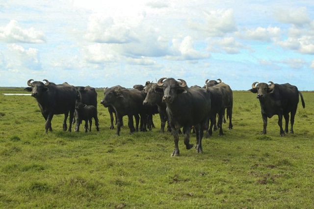 Estado do Pará detém o maior rebanho de búfalos do Brasil e o 2º maior rebanho bovino