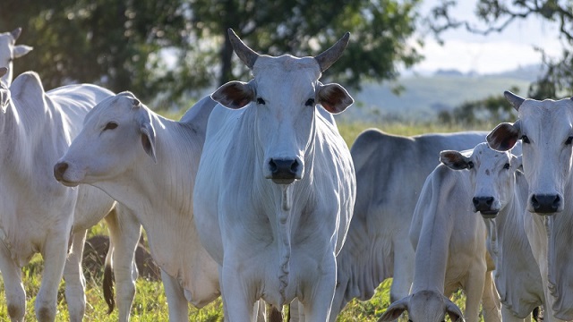 Caso suspeito de mal da ‘vaca louca’ é investigado na região de Marabá