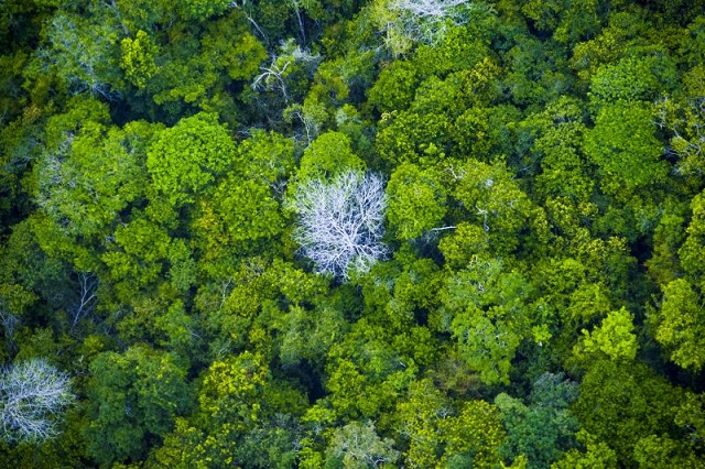 Pará não tem nenhum município na lista dos 10 que mais desmataram a Amazônia 
